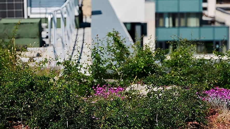 Zöldtető ár, mi befolyásolja a költségeket intenzív zöldtető - Parkfenntartó